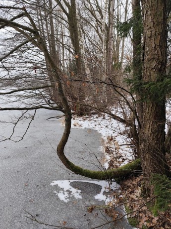 Zima 2026- na rybníce