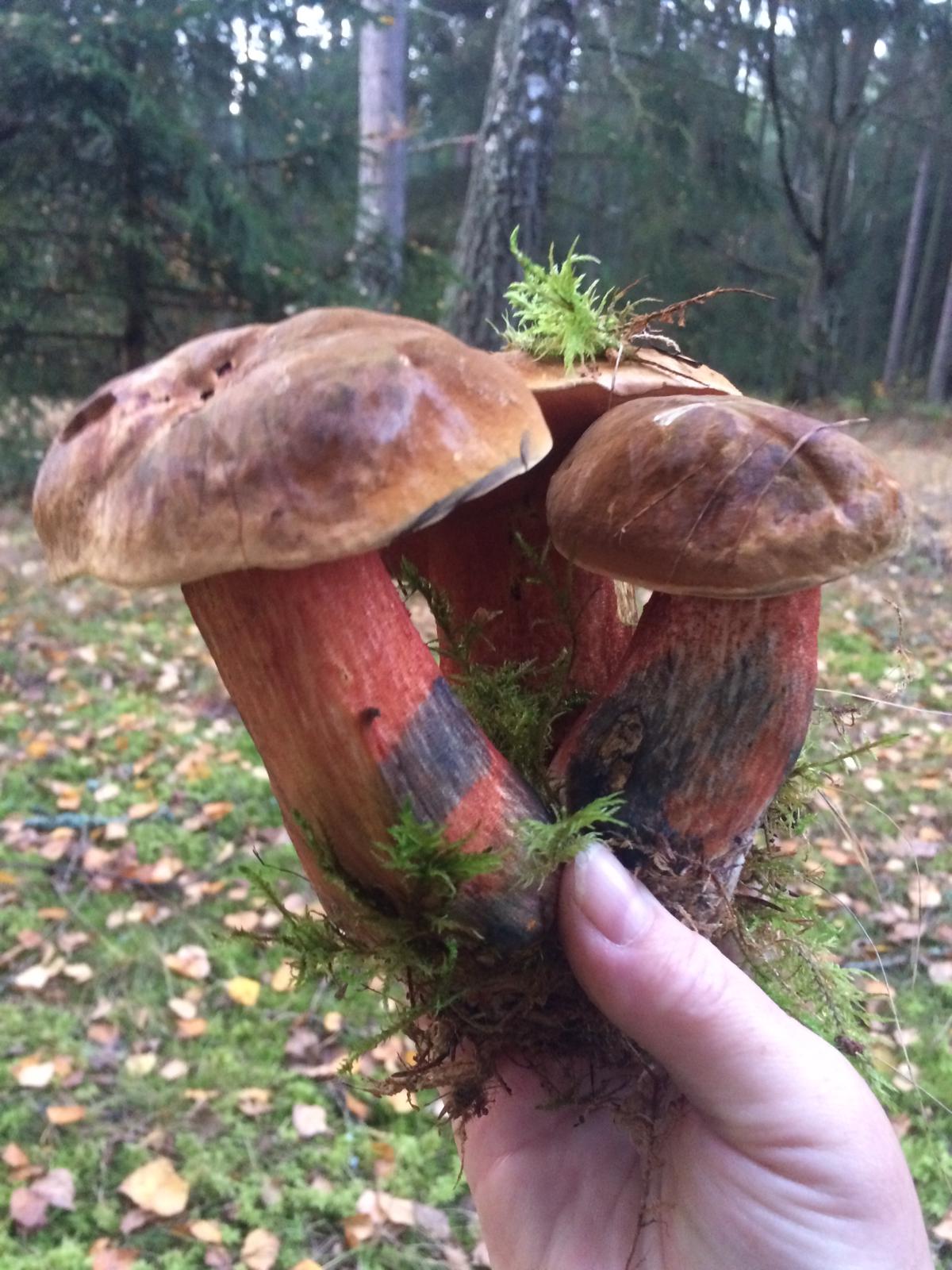 Hřib koloděj, Brdy, Rožmitálsko 24.10.2019